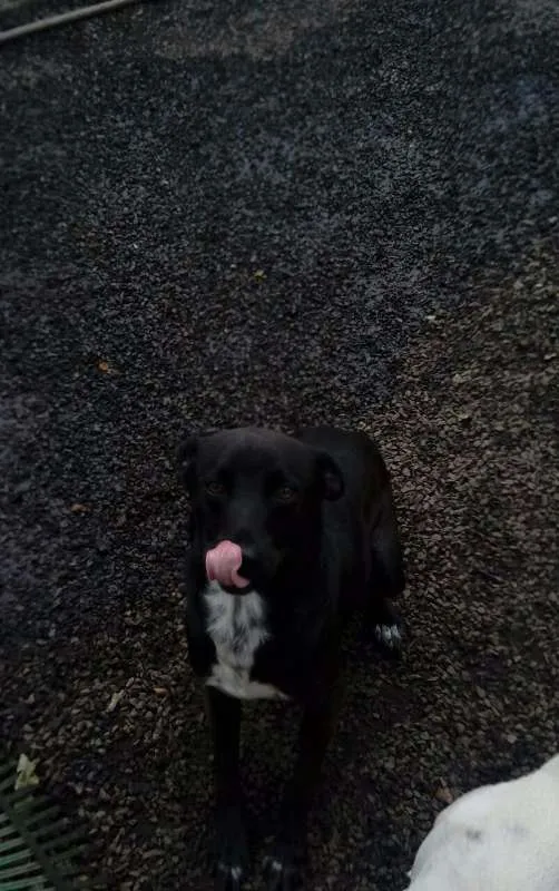Cachorro ra a SRD idade 7 a 11 meses nome Stallone