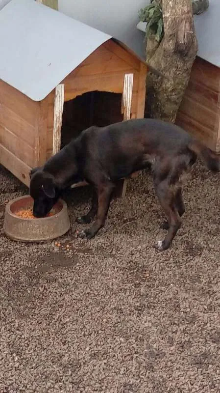 Cachorro ra a SRD idade 7 a 11 meses nome Stallone