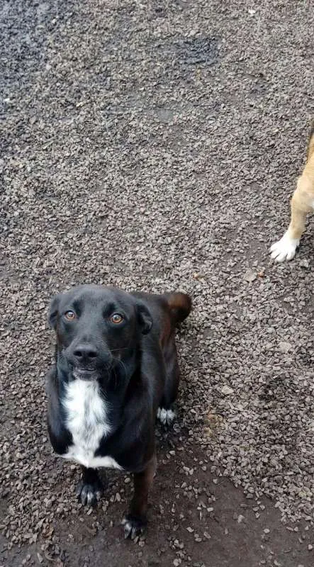 Cachorro ra a SRD idade 7 a 11 meses nome Stallone