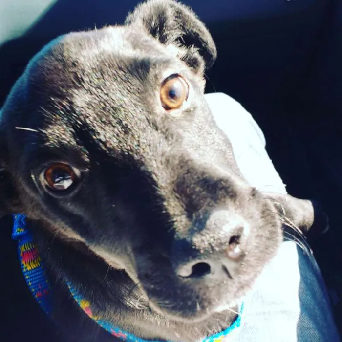 Cachorro ra a SRD idade 7 a 11 meses nome Stallone