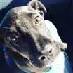 Cachorro raça SRD idade 7 a 11 meses nome Stallone