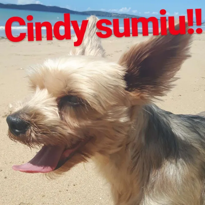 Cachorro ra a York shire idade 4 anos nome Cindy 