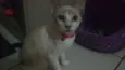 Pipoca