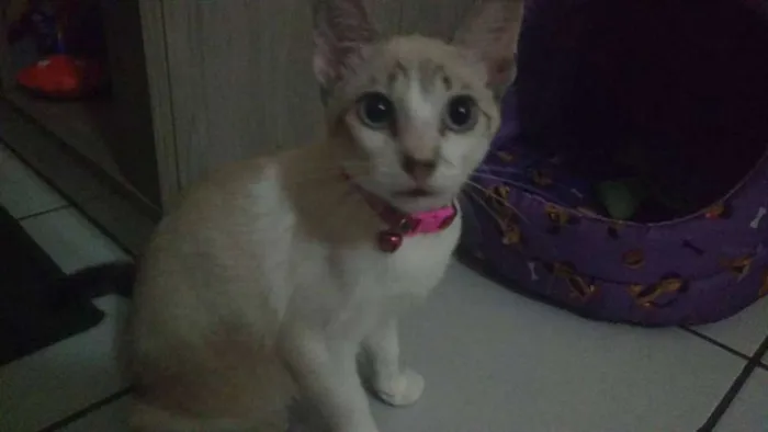 Gato ra a siamês idade 2 a 6 meses nome Pipoca