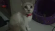 Pipoca