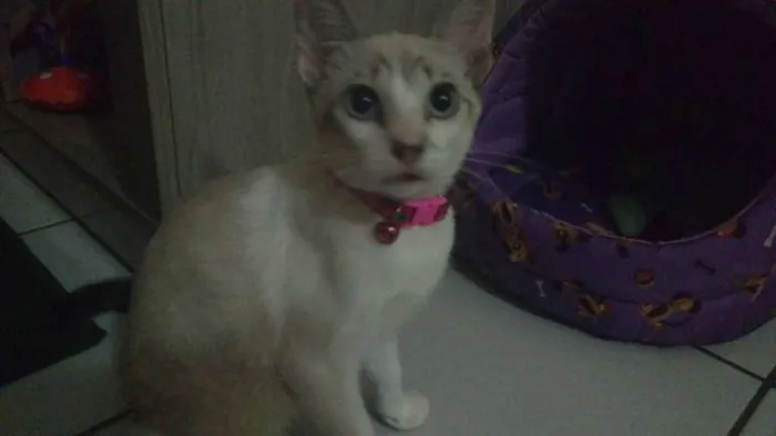 Gato ra a siamês idade 2 a 6 meses nome Pipoca