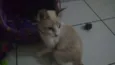 Pipoca