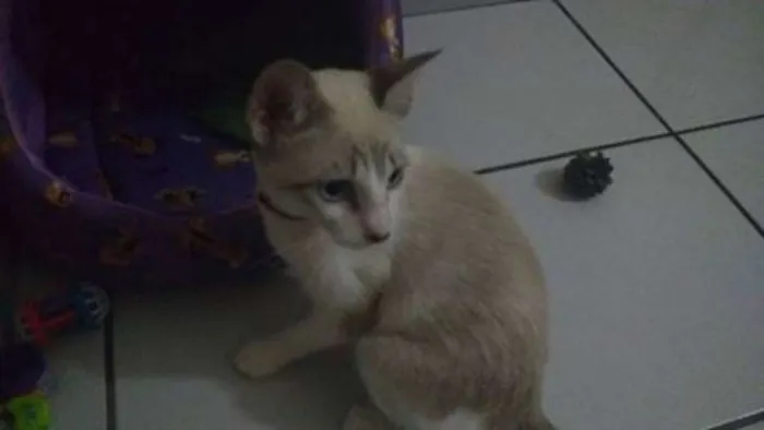 Gato ra a siamês idade 2 a 6 meses nome Pipoca