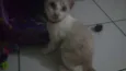 Pipoca