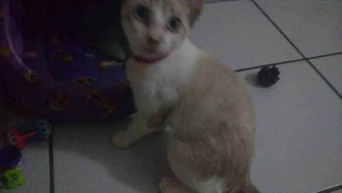 Gato ra a siamês idade 2 a 6 meses nome Pipoca
