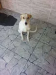 Kyara