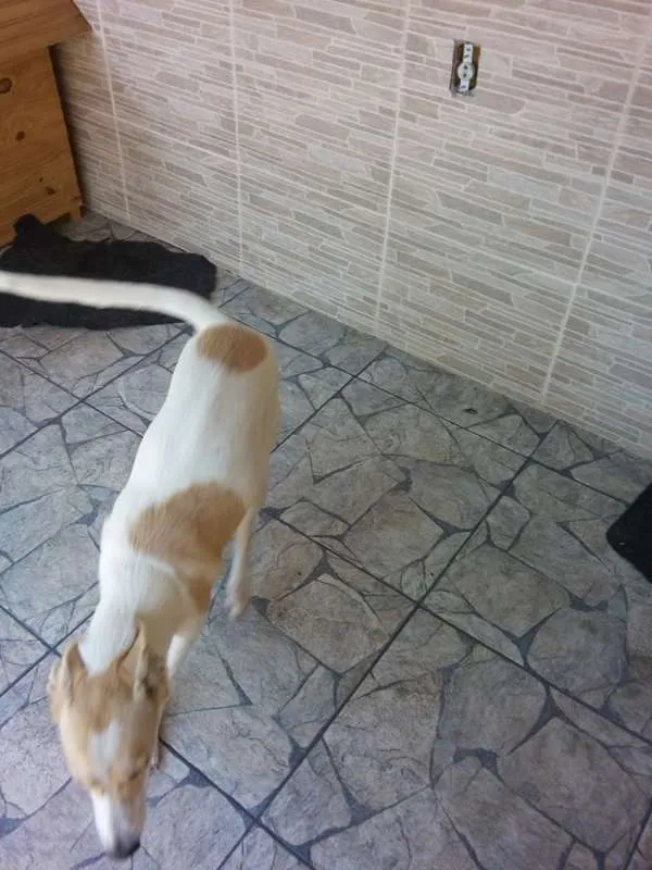 Cachorro ra a Viralata idade 7 a 11 meses nome Kyara