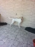 Kyara