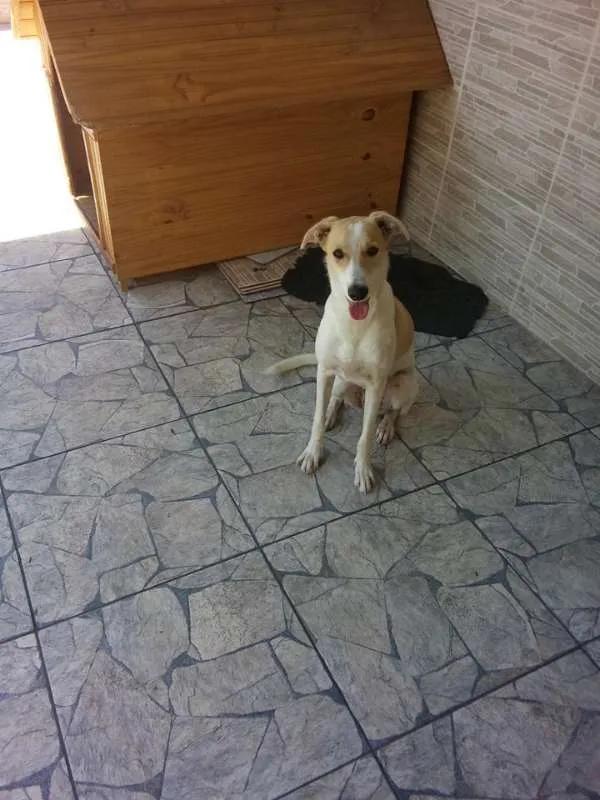 Cachorro ra a Viralata idade 7 a 11 meses nome Kyara
