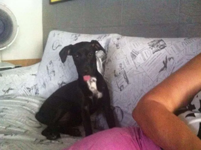 Cachorro ra a Vira lata idade 2 anos nome Juju 