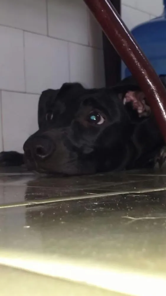 Cachorro ra a Vira lata idade 2 anos nome Juju 