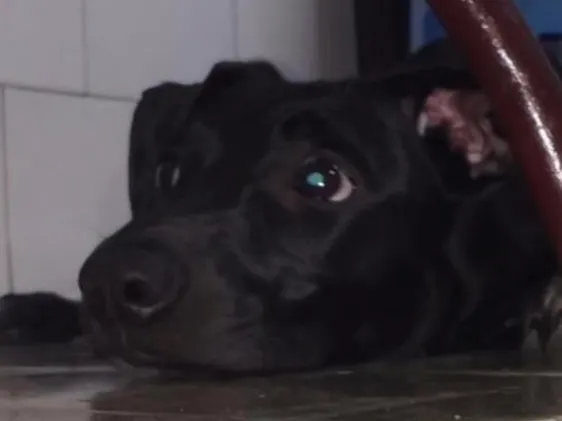 Cachorro ra a Vira lata idade 2 anos nome Juju 