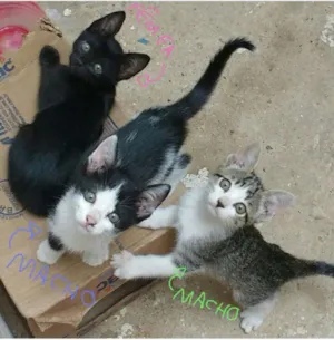 Gato raça  idade Abaixo de 2 meses nome Frajola, Gray, Joana