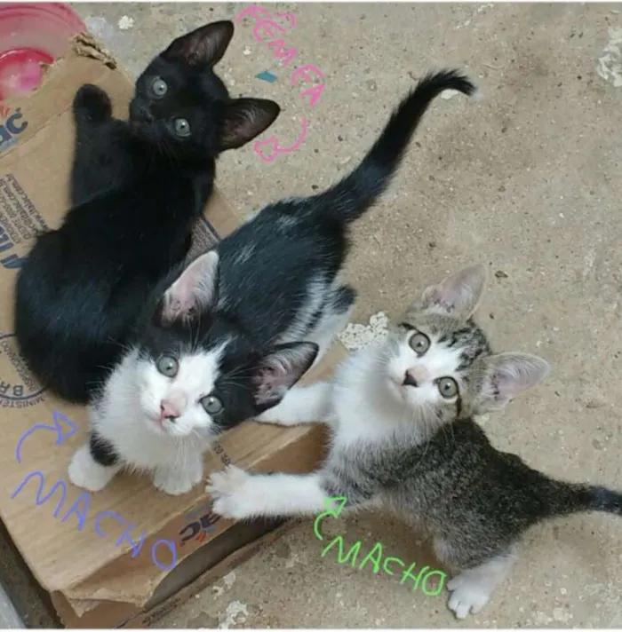 Gato ra a  idade Abaixo de 2 meses nome Frajola, Gray, Joana