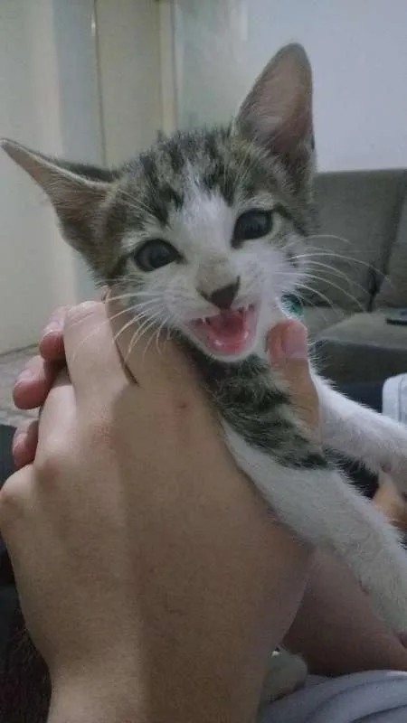 Gato ra a  idade Abaixo de 2 meses nome Frajola, Gray, Joana