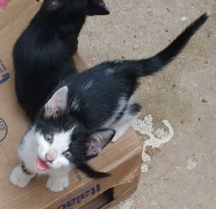 Gato ra a  idade Abaixo de 2 meses nome Frajola, Gray, Joana
