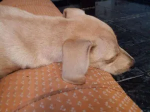 Cachorro raça Raça nao definida idade 2 a 6 meses nome Ainda Nao Tem Nome