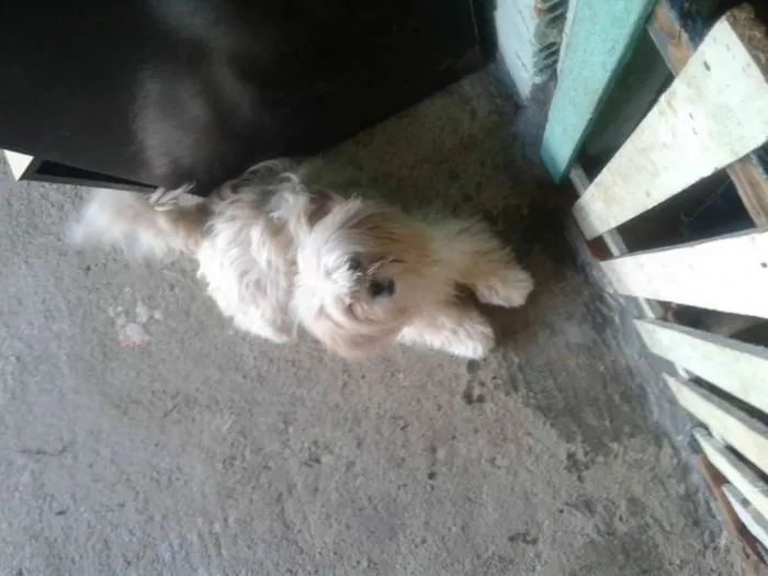 Cachorro ra a lhasa apso idade 1 ano nome belinha