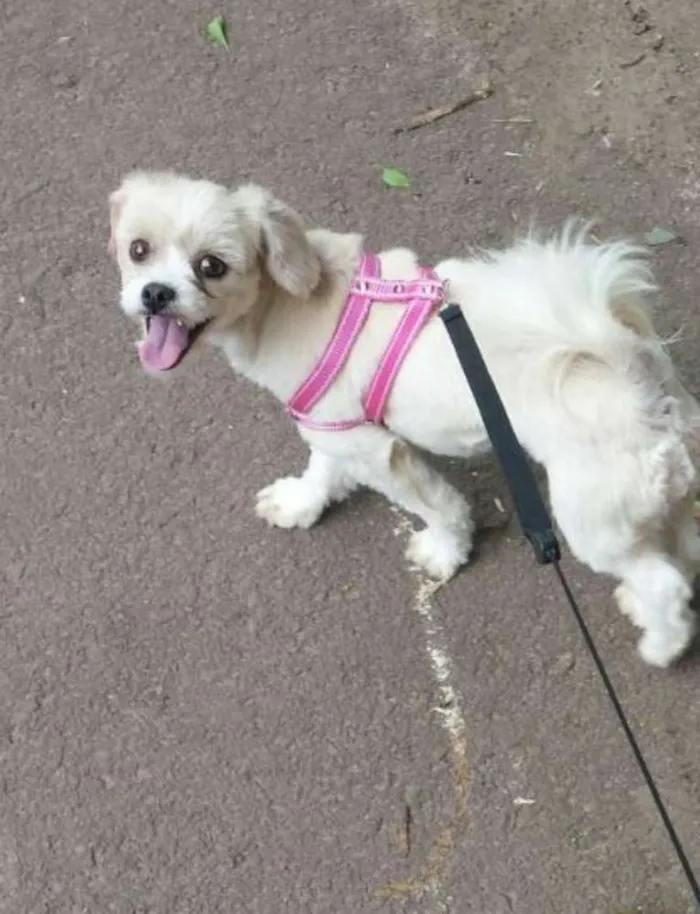 Cachorro ra a lhasa apso idade 1 ano nome belinha