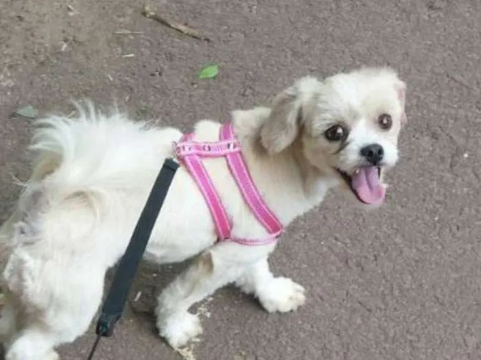 Cachorro ra a lhasa apso idade 1 ano nome belinha