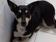 Cléo
