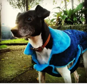 Cachorro raça Fox paulistinha idade 6 ou mais anos nome Mailo