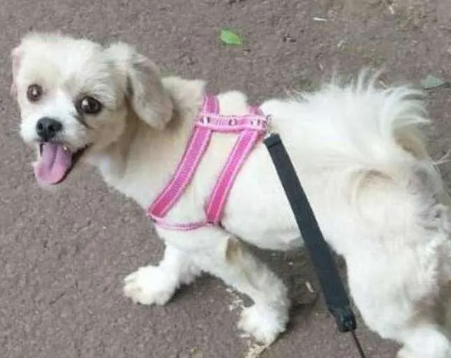 Cachorro ra a lhasa apso idade 1 ano nome belinha
