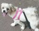 Cachorro raça lhasa apso idade 1 ano nome belinha