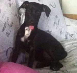 Cachorro raça Vira lata idade 2 anos nome Juju 