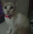 Pipoca
