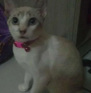 Gato raça siamês idade 2 a 6 meses nome Pipoca