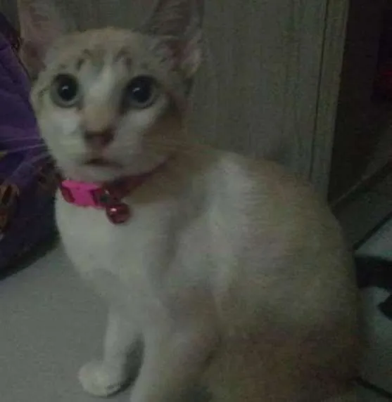 Gato ra a siamês idade 2 a 6 meses nome Pipoca