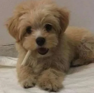 Cachorro raça Misturado com maltês idade 2 a 6 meses nome Fred