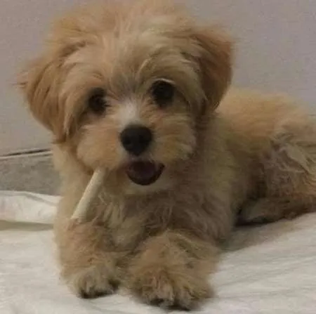 Cachorro ra a Misturado com maltês idade 2 a 6 meses nome Fred