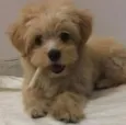 Fred
