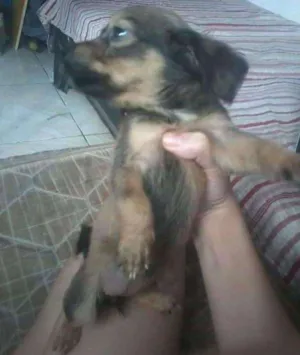 Cachorro raça vira-lata idade 2 a 6 meses nome não tem
