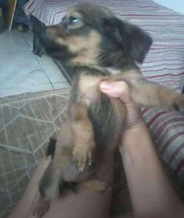 Cachorro ra a vira-lata idade 2 a 6 meses nome não tem