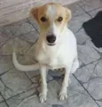 Kyara