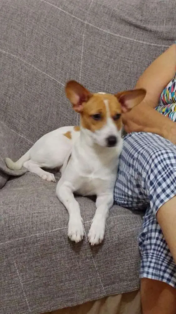 Cachorro raça Mestiça com bigo idade 7 a 11 meses nome Suzi