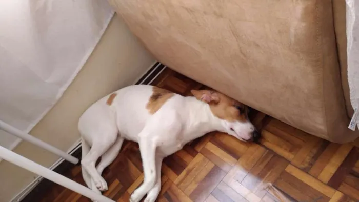 Cachorro raça Mestiça com bigo idade 7 a 11 meses nome Suzi
