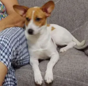 Cachorro raça Mestiça com bigo idade 7 a 11 meses nome Suzi