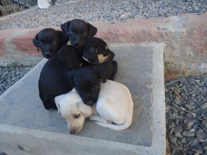 Cachorro ra a indefinida idade Abaixo de 2 meses nome sem nome