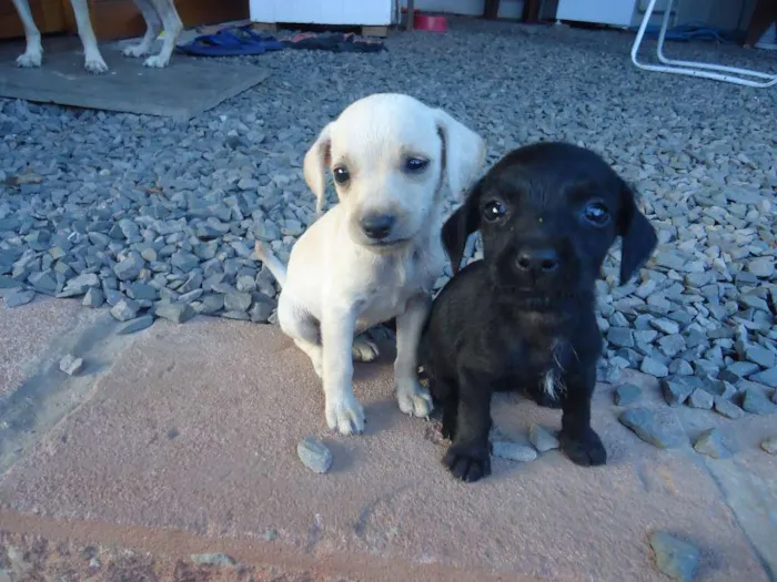 Cachorro ra a indefinida idade Abaixo de 2 meses nome sem nome