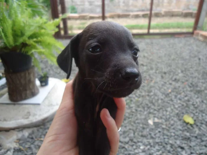 Cachorro ra a indefinida idade Abaixo de 2 meses nome sem nome