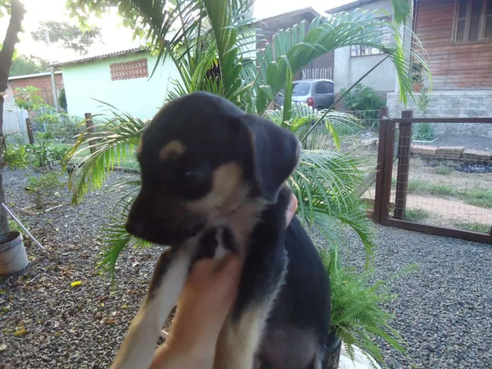 Cachorro ra a indefinida idade Abaixo de 2 meses nome sem nome